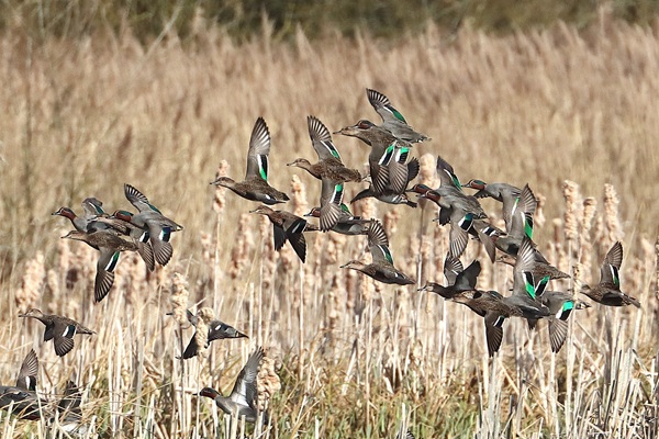 Photo of Teal at Fobney Meadow, Berkshire. Taken by Andy Tomczynski on 11th March 2026.