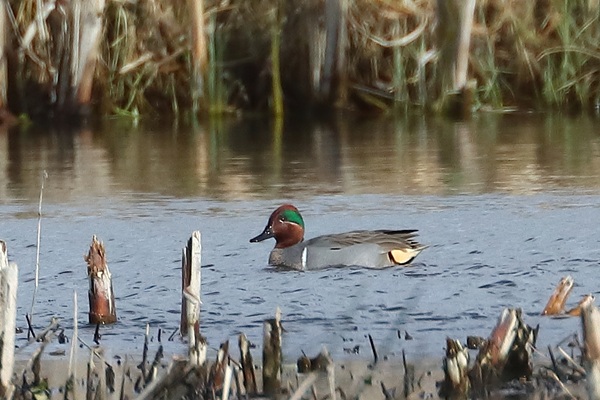 Photo of Green-winged Teal at Fobney Meadow, Berkshire. Taken by Andy Tomczynski on 30th March 2026.