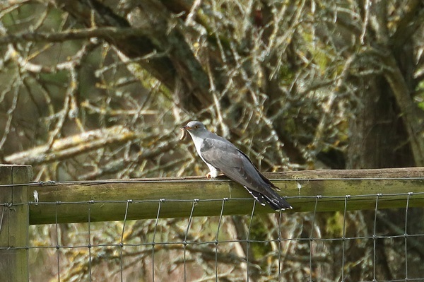 Photo of Cuckoo at Whistley Mill GP, Twyford GPs, Berkshire. Taken by Andy Tomczynski on 9th April 2026.