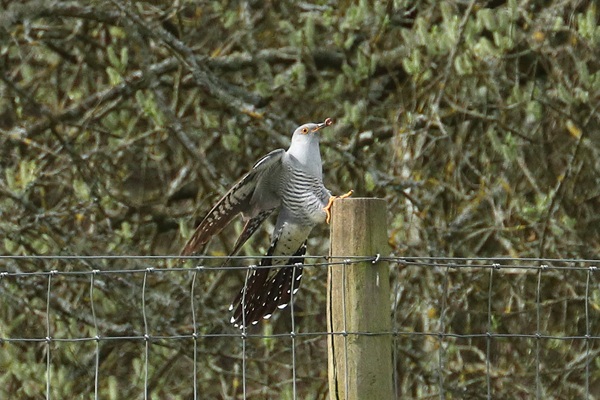 Photo of Cuckoo at Whistley Mill GP, Twyford GPs, Berkshire. Taken by Andy Tomczynski on 9th April 2026.