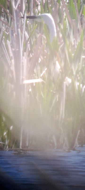 Photo of Great White Egret at Eton Wick, Berkshire. Taken by David Cleal on 24th April 2026.