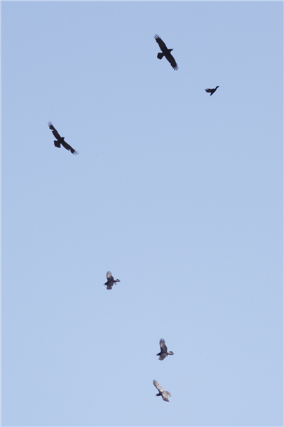 Photo of Raven at Earley, Berkshire. Taken by Stephen Lynch on 27th April 2026.