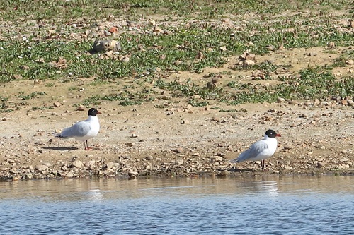 Photo of Mediterranean Gull at Lea Farm Lake, Berkshire. Taken by Andy Tomczynski on 6th April 2026.