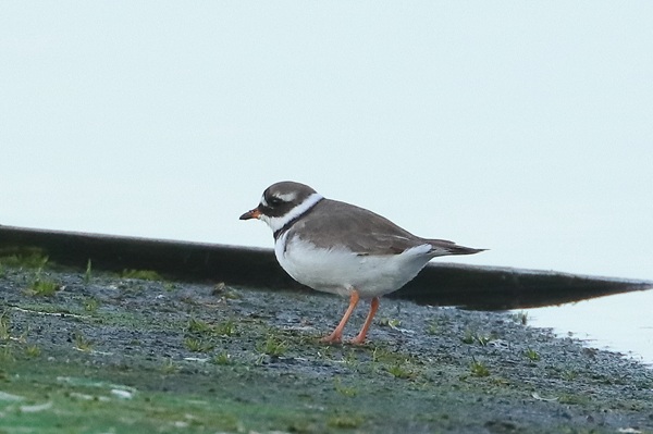 Photo of Ringed Plover at Queen Mother Reservoir, Berkshire. Taken by Andy Tomczynski on 6th April 2026.