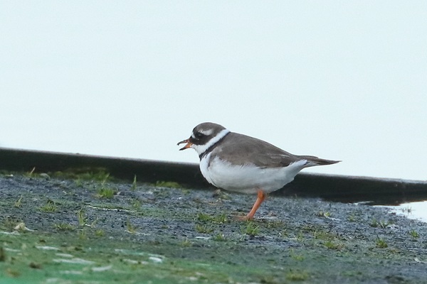 Photo of Ringed Plover at Queen Mother Reservoir, Berkshire. Taken by Andy Tomczynski on 6th April 2026.