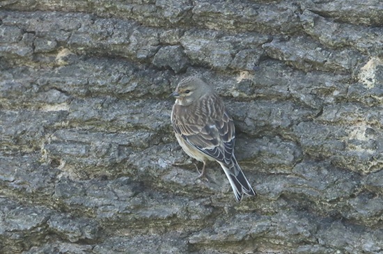 Photo of Linnet at Weycock Hill, Berkshire. Taken by Andy Tomczynski on 6th April 2026.