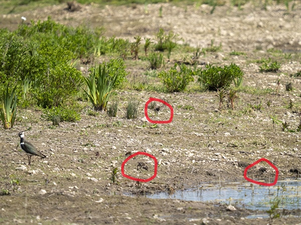 Photo of Lapwing at Pangbourne Railway Field, Berkshire. Taken by Mike Smith on 29th April 2026.
