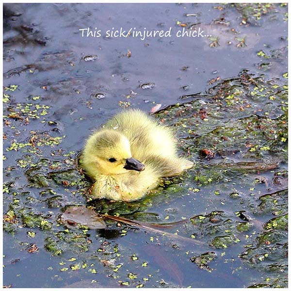 Photo of Canada Goose at Whiteknights Lake, Berkshire. Taken by Peter Gipson on 29th April 2026.