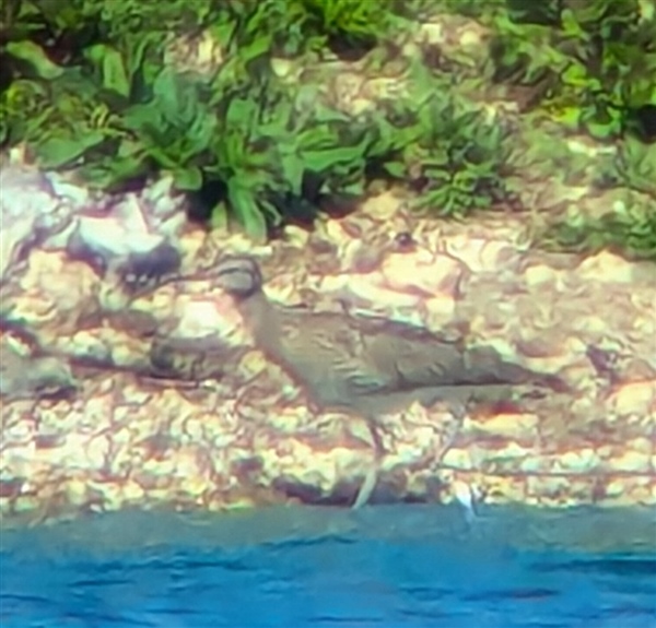 Photo of Whimbrel at Main Pit, Theale GPs, Berkshire. Taken by Peter Driver on 30th April 2026.