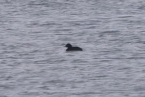 Photo of Common Scoter at Queen Mother Reservoir, Berkshire. Taken by Marek Walford on 4th April 2026.