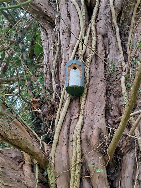 Photo of Nuthatch at Pangbourne, Berkshire. Taken by David Marsh on 5th April 2026.
