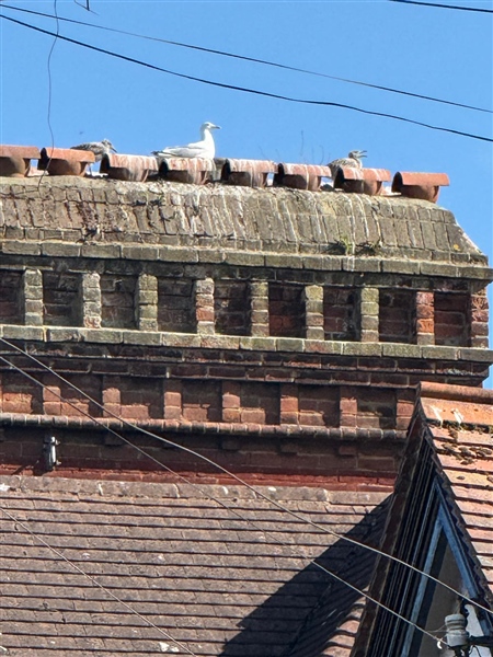 Photo of Herring Gull at Reading, Berkshire. Taken by Robin Dryden on 26th June 2025.