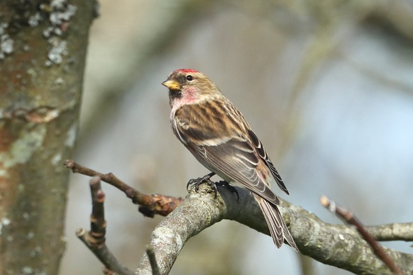 Photo of Lesser Redpoll at Emmer Green, Berkshire. Taken by Andy Tomczynski on 12th March 2026.