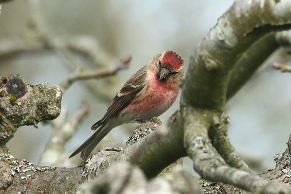 Photo of Lesser Redpoll at Emmer Green, Berkshire. Taken by Andy Tomczynski on 12th March 2026.