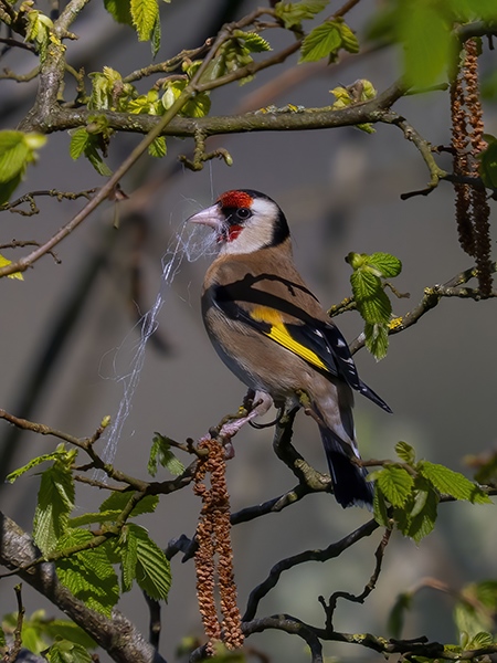Photo of Goldfinch at Purley on Thames, Berkshire. Taken by Mike Smith on 6th April 2026.