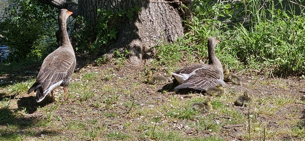 Photo of Greylag Goose at North Ascot, Berkshire. Taken by Iain Oldcorn on 12th May 2026.