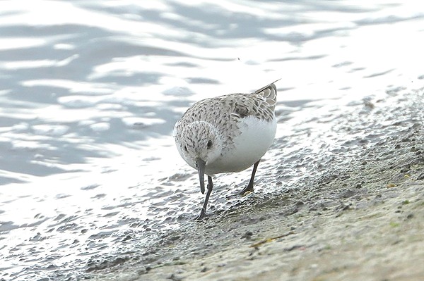 Photo of Sanderling at Queen Mother Reservoir, Berkshire. Taken by Andy Tomczynski on 8th May 2026.