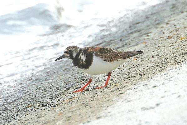 Photo of Turnstone at Queen Mother Reservoir, Berkshire. Taken by Andy Tomczynski on 8th May 2026.
