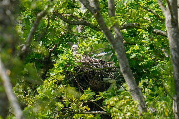 Photo of Red Kite at Stone Copse (Ashmore Green), Berkshire. Taken by Mark Stuttard on 13th May 2026.
