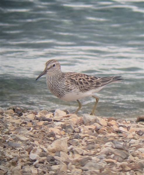 Photo of Pectoral Sandpiper at Main Pit, Theale GPs, Berkshire. Taken by Michael Hubbard on 16th May 2026.