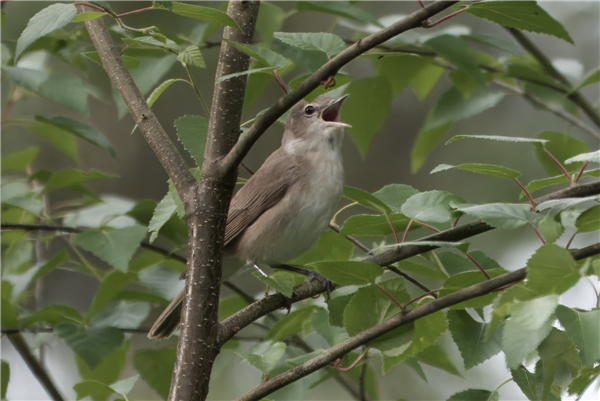 Photo of Garden Warbler at Roundoak Piece, Berkshire. Taken by John Absolom on 16th May 2026.