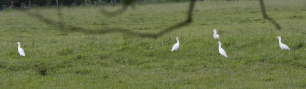 Photo of Cattle Egret at Charvil, Berkshire. Taken by Marek Walford on 13th May 2026.