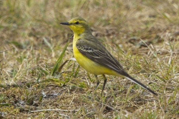 Photo of Yellow Wagtail at Queen Mother Reservoir, Berkshire. Taken by Marek Walford on 17th May 2026.