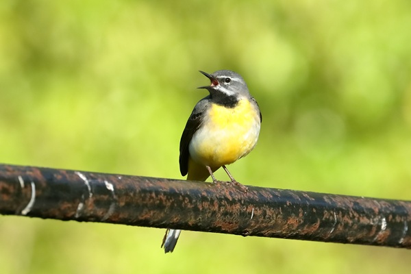 Photo of Grey Wagtail at Garston Lock, Berkshire. Taken by Andy Tomczynski on 29th April 2026.