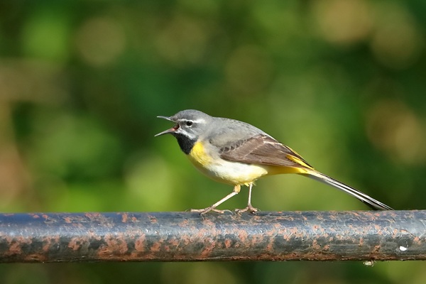 Photo of Grey Wagtail at Garston Lock, Berkshire. Taken by Andy Tomczynski on 29th April 2026.