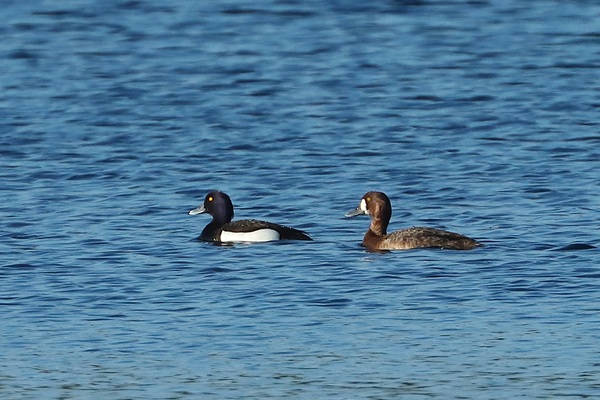 Photo of Scaup at Main Pit, Theale GPs, Berkshire. Taken by Andy Tomczynski on 29th April 2026.
