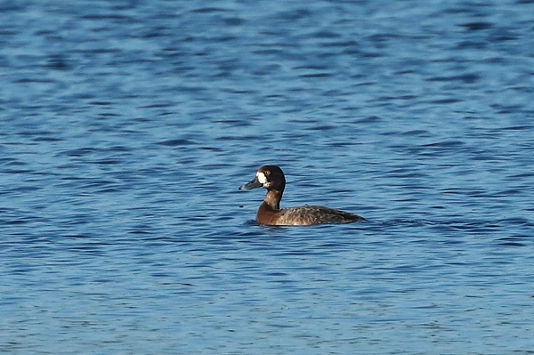 Photo of Scaup at Main Pit, Theale GPs, Berkshire. Taken by Andy Tomczynski on 29th April 2026.