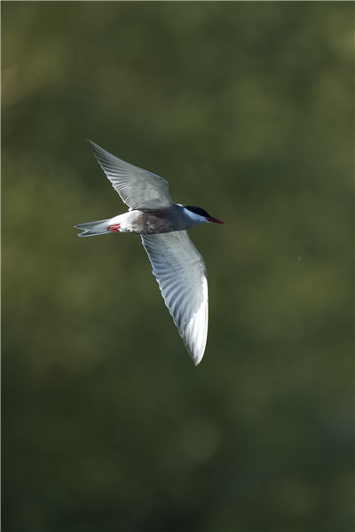Photo of Whiskered Tern at Rowneys Predator Lake, Woolhampton GPs, Berkshire. Taken by Nigel Rampton on 23rd May 2026.