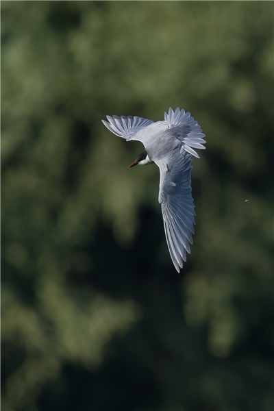 Photo of Whiskered Tern at Rowneys Predator Lake, Woolhampton GPs, Berkshire. Taken by Nigel Rampton on 22nd May 2026.