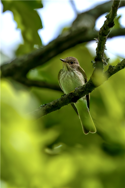 Photo of Spotted Flycatcher at Swallowfield Church, Berkshire. Taken by Nigel Rampton on 17th May 2026.