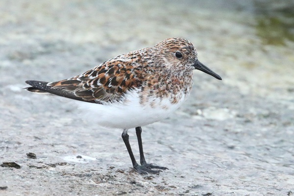 Photo of Sanderling at Queen Mother Reservoir, Berkshire. Taken by Andy Tomczynski on 19th May 2026.