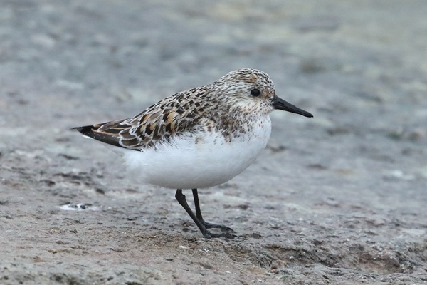Photo of Sanderling at Queen Mother Reservoir, Berkshire. Taken by Andy Tomczynski on 19th May 2026.