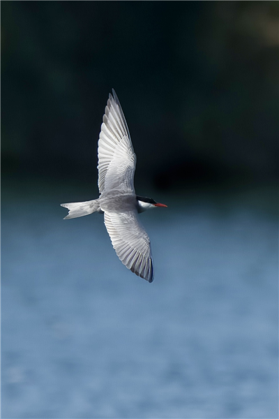 Photo of Whiskered Tern at Rowneys Predator Lake, Woolhampton GPs, Berkshire. Taken by Nigel Rampton on 22nd May 2026.