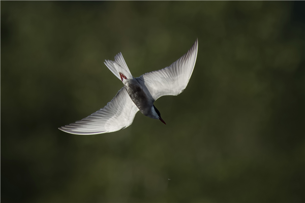 Photo of Whiskered Tern at Rowneys Predator Lake, Woolhampton GPs, Berkshire. Taken by Nigel Rampton on 22nd May 2026.