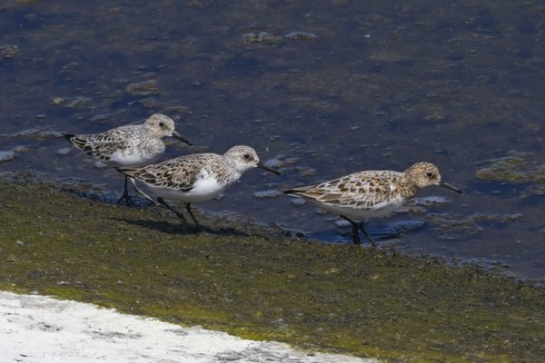 Photo of Sanderling at Queen Mother Reservoir, Berkshire. Taken by Marek Walford on 24th May 2026.