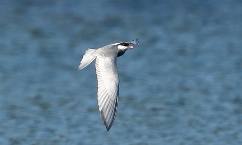 Photo of Whiskered Tern at Rowneys Predator Lake, Woolhampton GPs, Berkshire. Taken by Andy Tomczynski on 22nd May 2026.