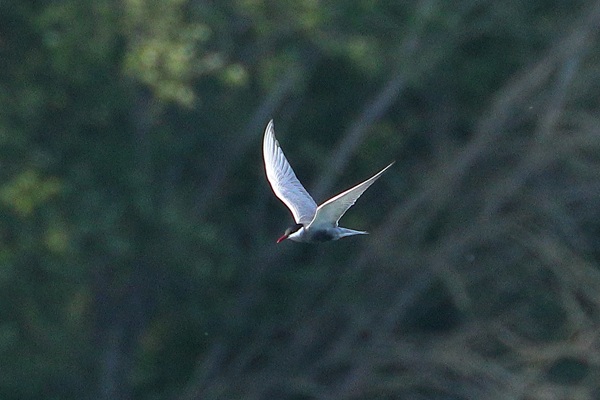 Photo of Whiskered Tern at Rowneys Predator Lake, Woolhampton GPs, Berkshire. Taken by Andy Tomczynski on 22nd May 2026.