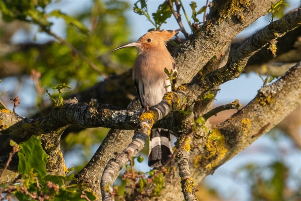 Photo of Hoopoe at Wokingham, Berkshire. Taken by Dave Rimes on 30th April 2026.
