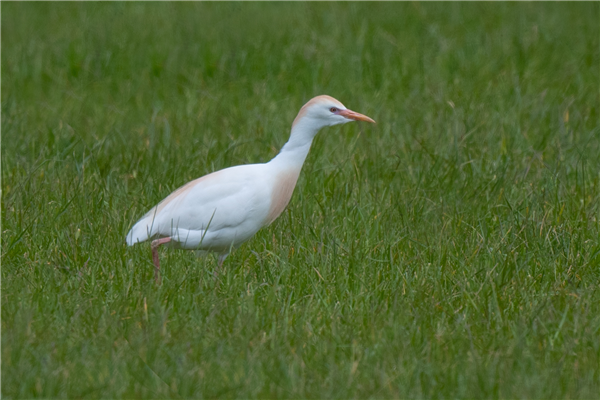 Photo of Cattle Egret at Wargrave, Berkshire. Taken by Dave Rimes on 16th May 2026.