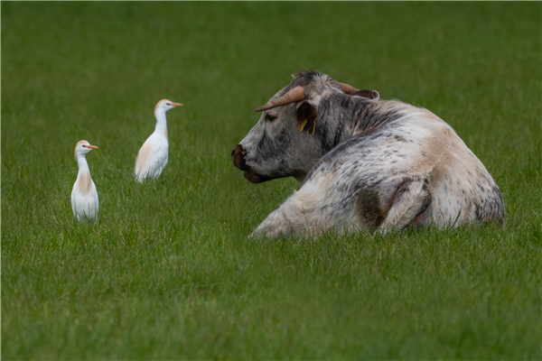 Photo of Cattle Egret at Wargrave, Berkshire. Taken by Dave Rimes on 16th May 2026.