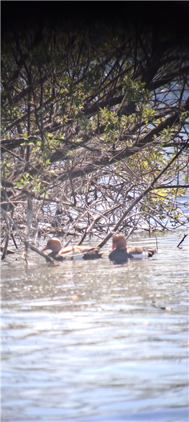 Photo of Red-crested Pochard at Main Pit, Theale GPs, Berkshire. Taken by David Cleal on 26th May 2026.
