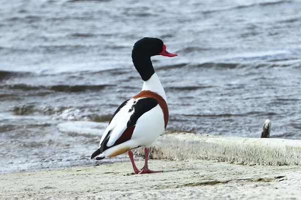 Photo of Shelduck at Queen Mother Reservoir, Berkshire. Taken by Andy Tomczynski on 14th April 2026.