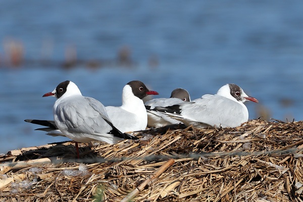 Photo of Black-headed Gull at Fobney Meadow, Berkshire. Taken by Andy Tomczynski on 18th April 2026.