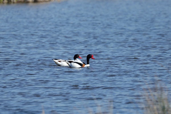 Photo of Shelduck at Fobney Meadow, Berkshire. Taken by Andy Tomczynski on 24th April 2026.
