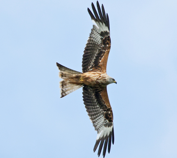 Photo of Red Kite at Lavell's Lake, Dinton Pastures CP, Berkshire. Taken by Terry Walker on 30th May 2026.
