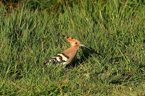 Photo of Hoopoe at Wokingham, Berkshire. Taken by Andy Tomczynski on 30th April 2026.